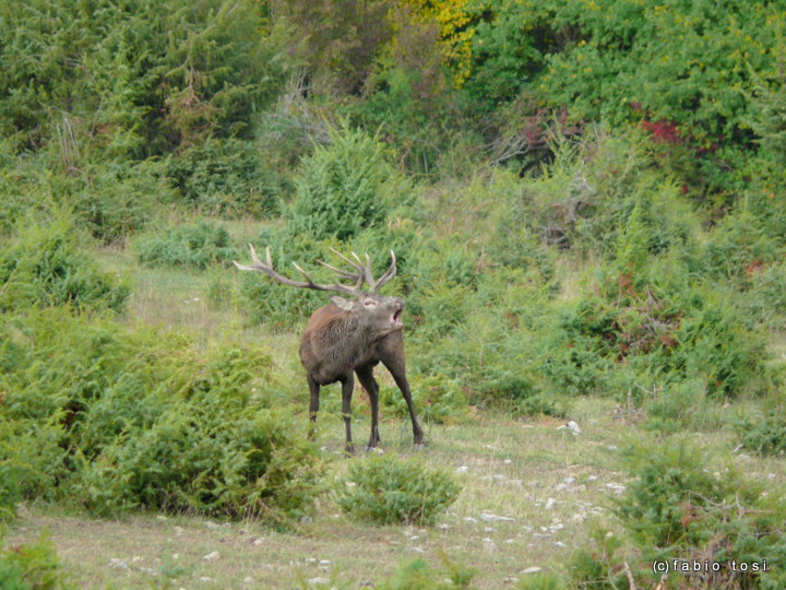 Alla corte di Sua Maest l''Unicorno - (fotoracconto fantasy)